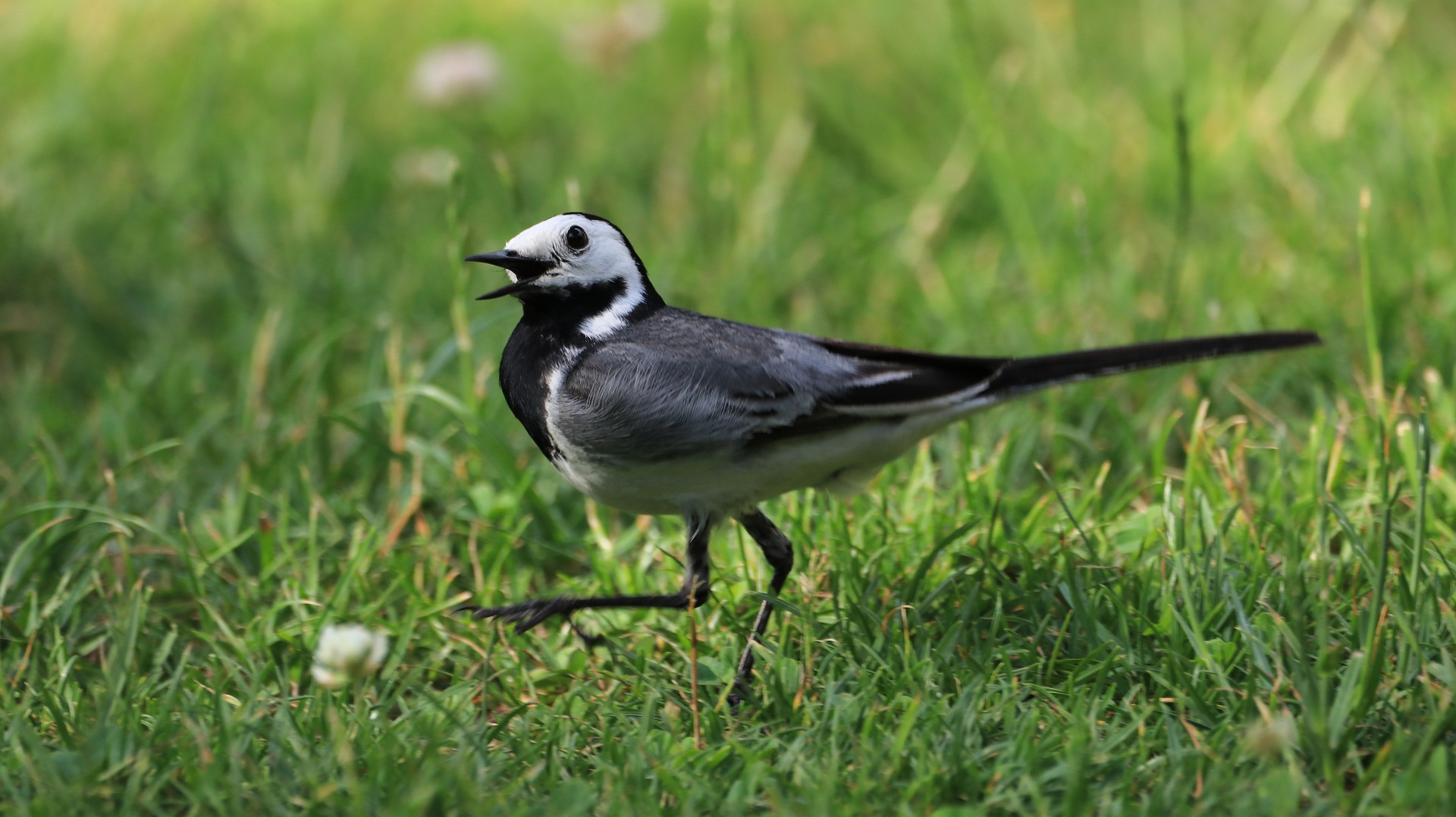 Jaarverslag Weidevogelgroep 2020