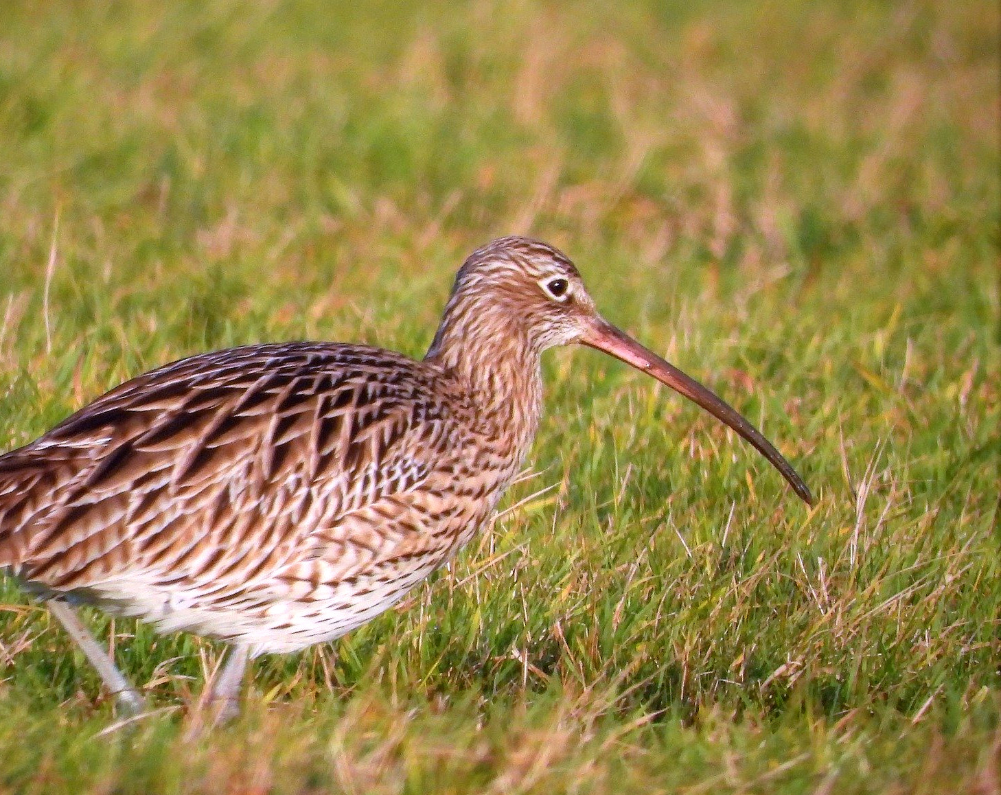 Jaarverslag Weidevogels 2019