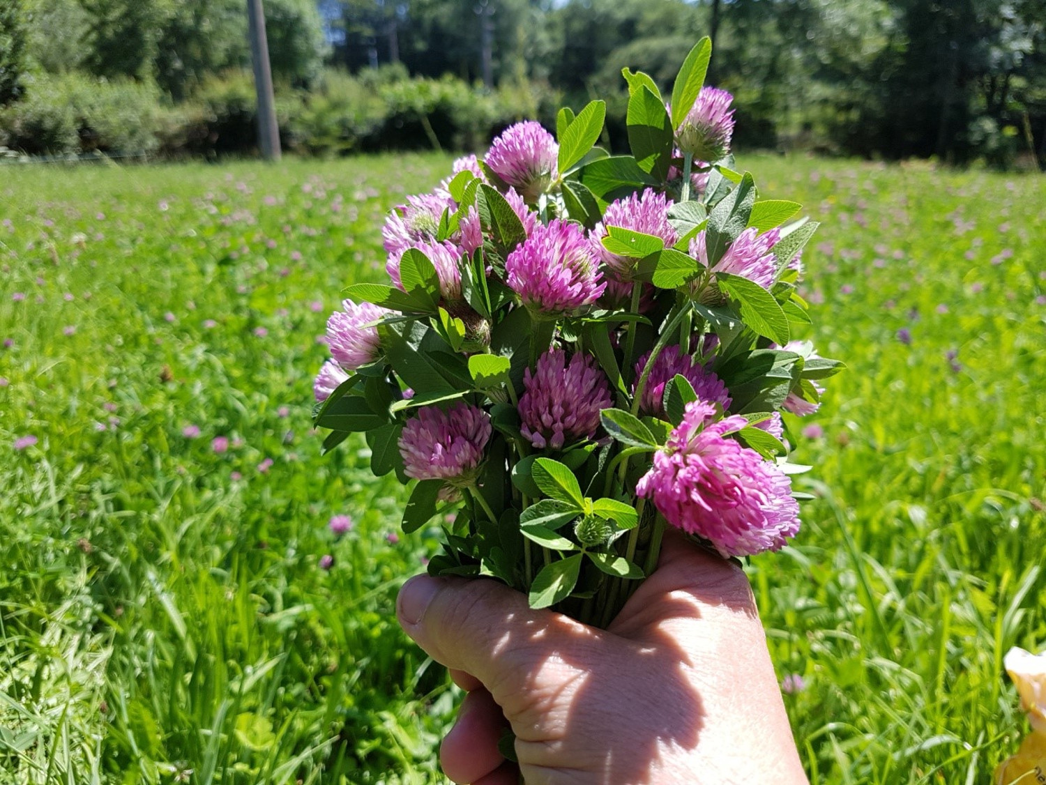 Hand houdt een boeket paarse klaverbloemen vast op een zonnige, groene weide.