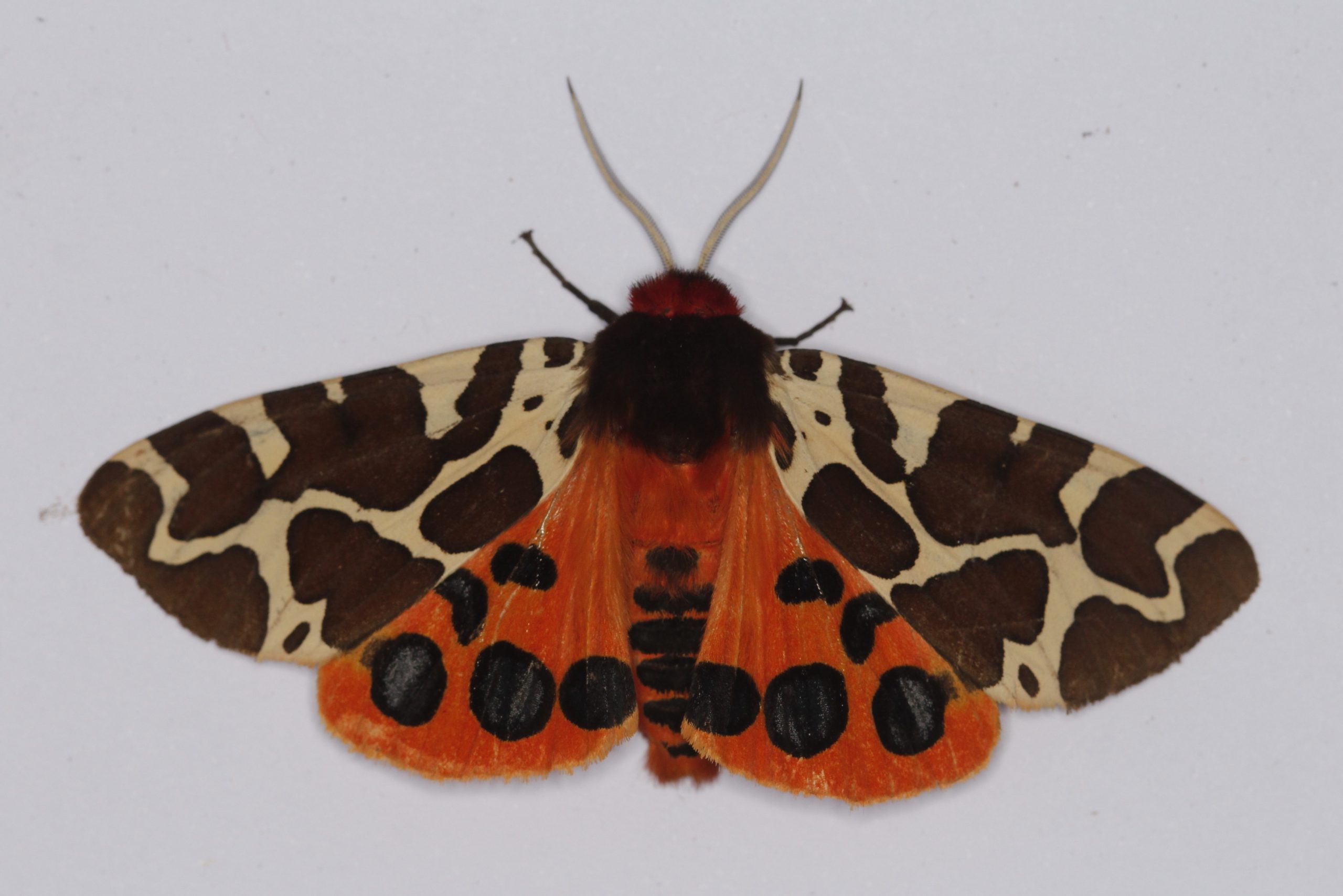 Gekleurde vlinder met zwart-witte bovenste vleugels en helderrode, gevlekte ondervleugels.