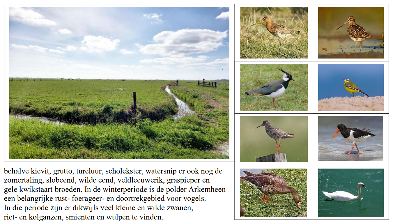 Polderlandschap met diverse vogelsoorten in aparte afbeeldingen, inclusief grutto en kievit.
