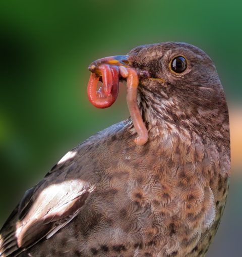 Een vogel met een worm in zijn snavel tegen een groene achtergrond.
