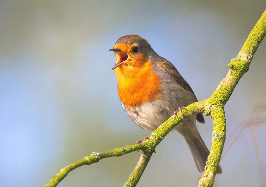 Roodborstje zingt op een met mos bedekte tak tegen een wazige achtergrond.