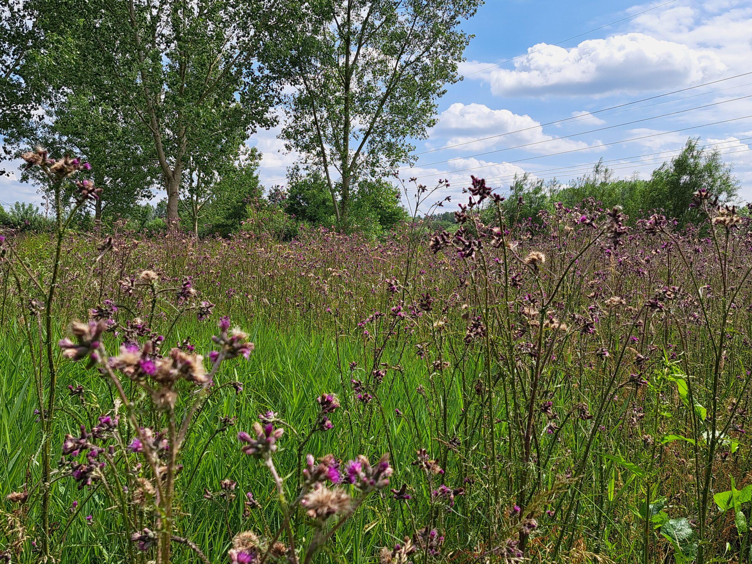 Bloemrijk veld met paarse bloemen en groene bomen onder een blauwe lucht met wolken.