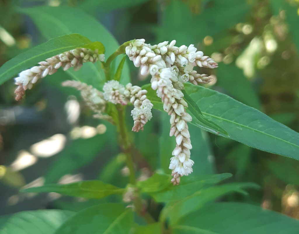 Witte bloemtrossen met groene bladeren in een natuurlijke omgeving.