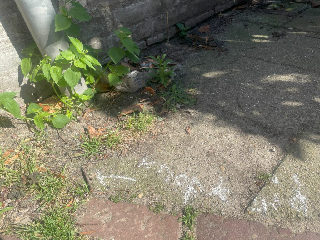 Schaduwrijke stoep met krijtpijlen en planten naast een muur; pijlen wijzen links.