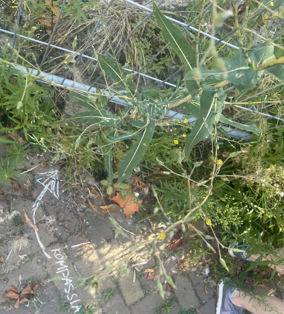 Planten bij hek met krijtpijl en tekst 'kompassie' op straatstenen. Schoen zichtbaar rechts.
