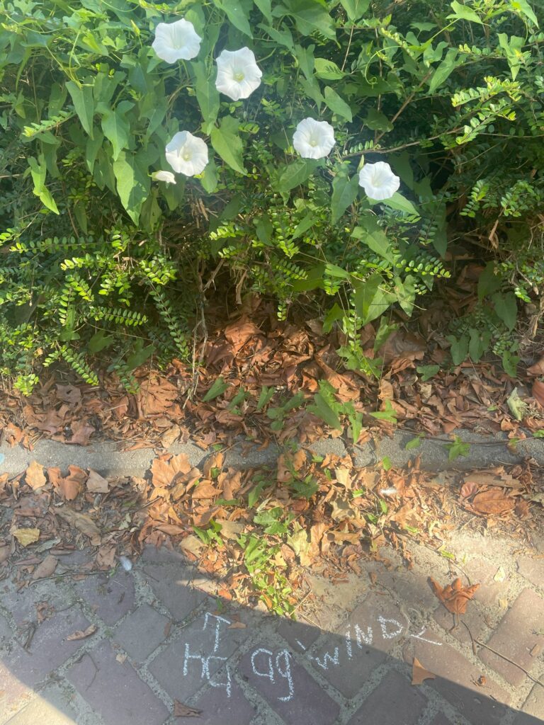 Groene struik met witte bloemen en krijttekening op trottoir, omringd door herfstbladeren.