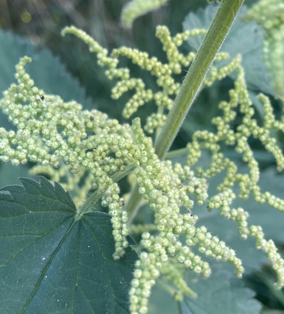 Groene brandnetel met kleine, gele bloemtrossen en grote, getande bladeren.