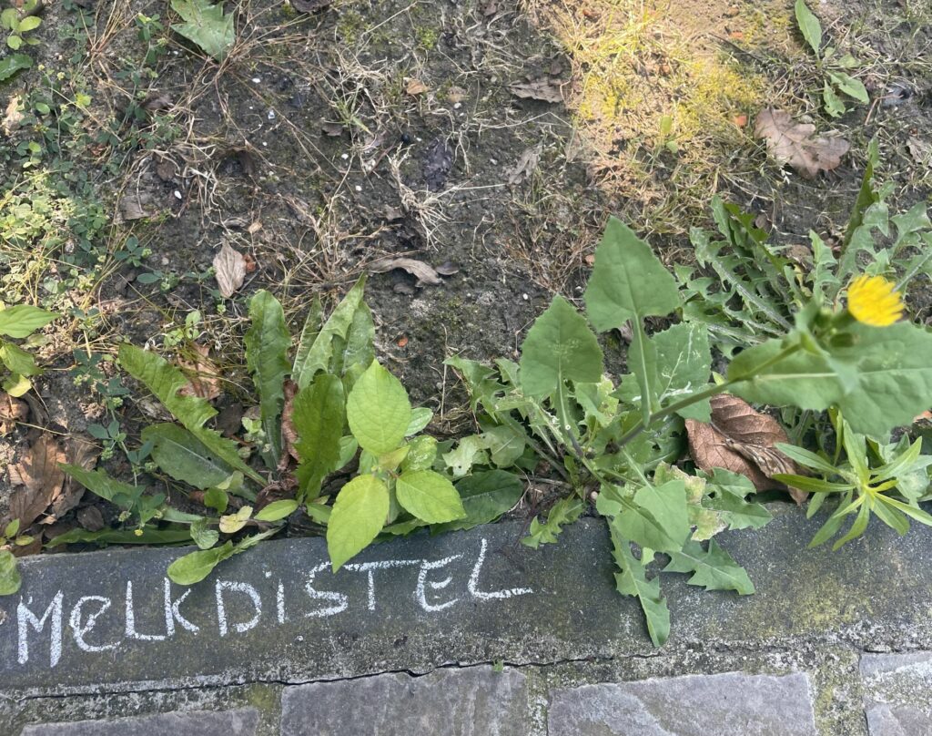 Melkdistel met gele bloem groeit langs een stoeprand, geschreven tekst "Melkdistel" eronder.