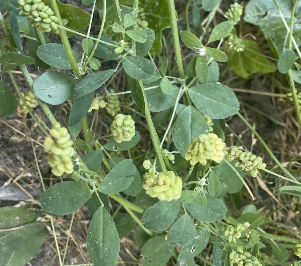 Groenblijvende plant met ovale blaadjes en kleine, dichte gele bloeiwijzen.