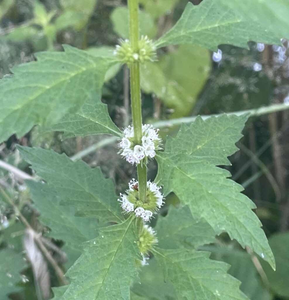 Groene plant met getande bladeren en kleine witte bloemen langs de stengel.