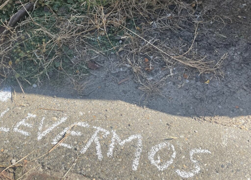 Trottoir met krijtschrift "LEVERMOS" en droge, groene planten ernaast.