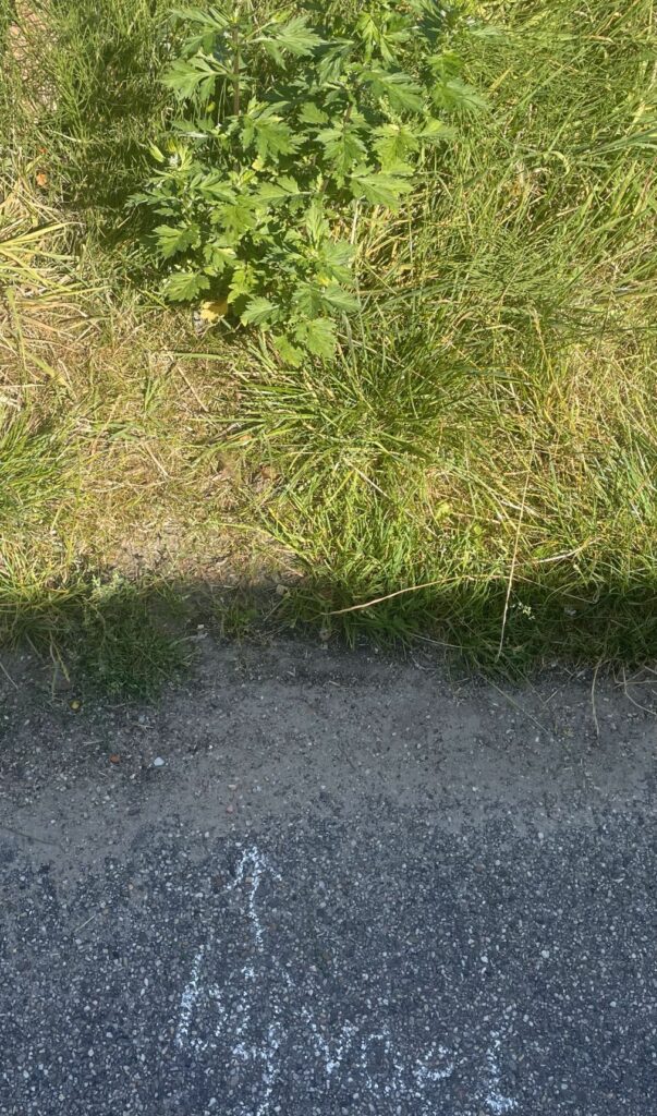 Groen gras en een struik langs een stoep met in krijt geschreven tekst op het asfalt.