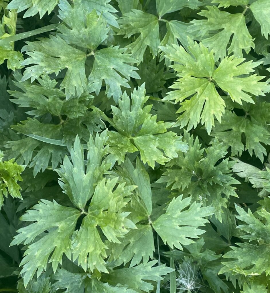 Verse groene peterseliebladeren bedekken de hele afbeelding.