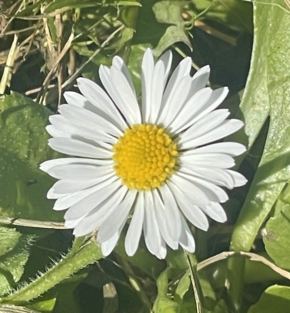 Witte margriet met gele kern te midden van groene bladeren.