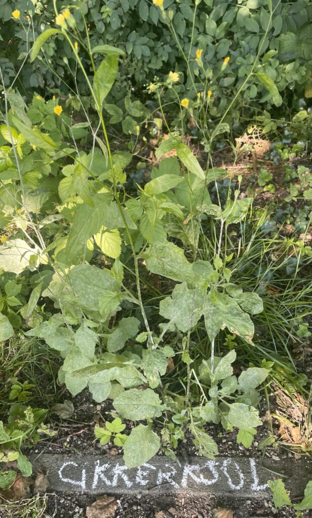 Groene planten met gele bloemen in een tuinbed, met 'Cichorei' op een stenen rand geschreven.