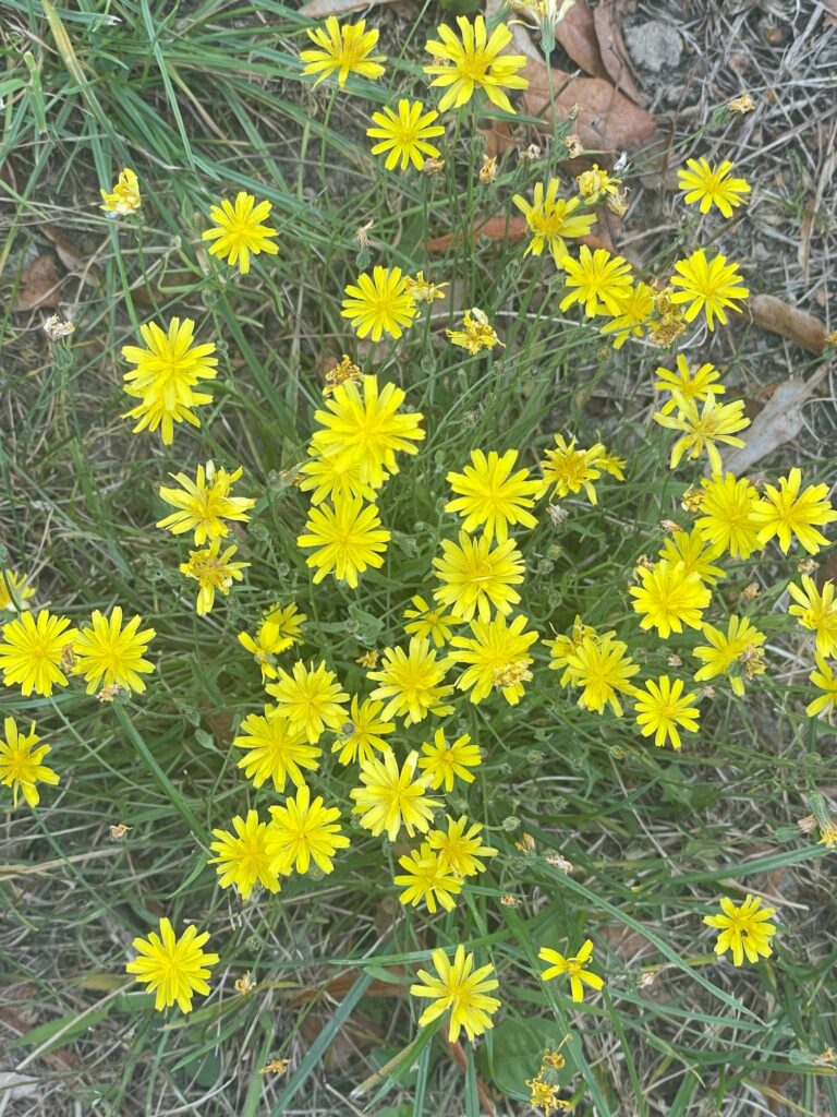 Gele veldbloemen in gras, omringd door dorre bladeren.