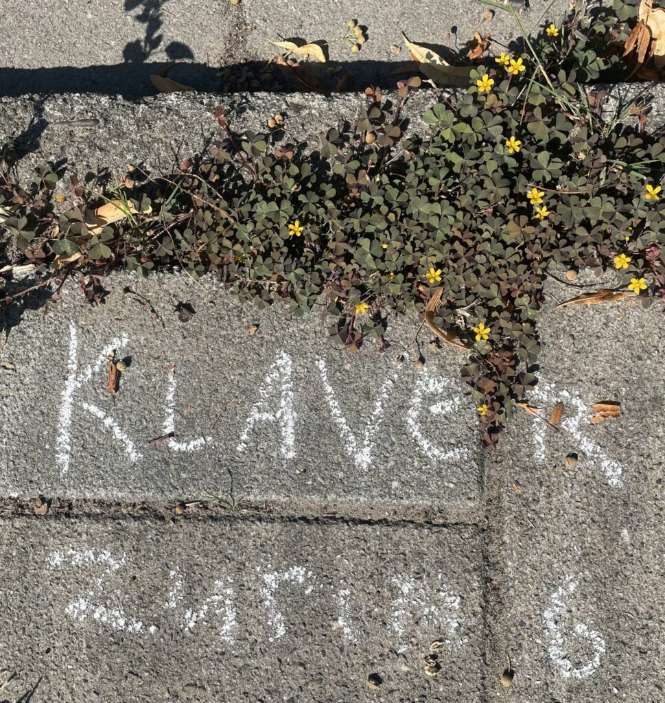 Kleine gele bloemen met "KLAVER zuur" in krijt op stoep geschreven.