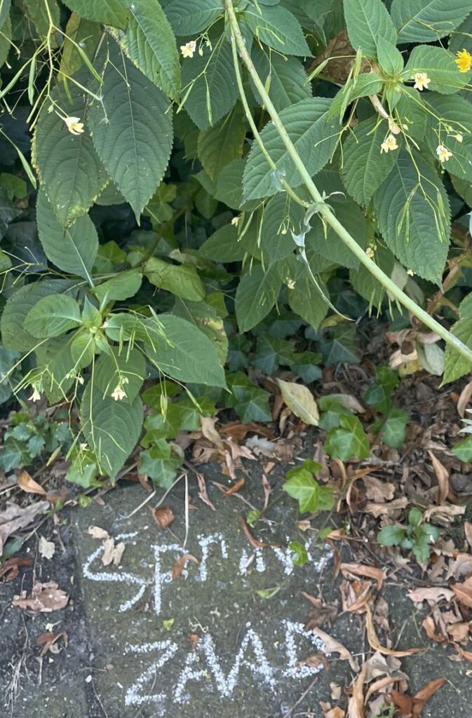 Groene bladeren boven een stoeptegel met krijttekst: "Spruw Zaad."