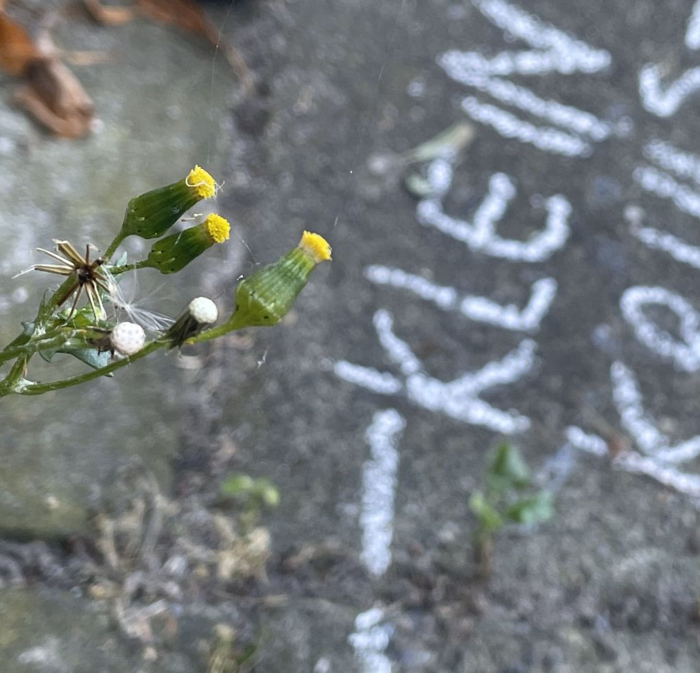 Kleine gele bloemen op een stoep met witte krijttekening op de achtergrond.