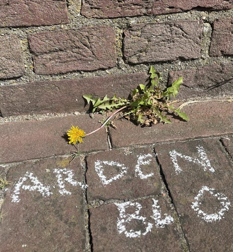 Paardenbloem groeit tussen stoeptegels, met krijttekening op de grond.