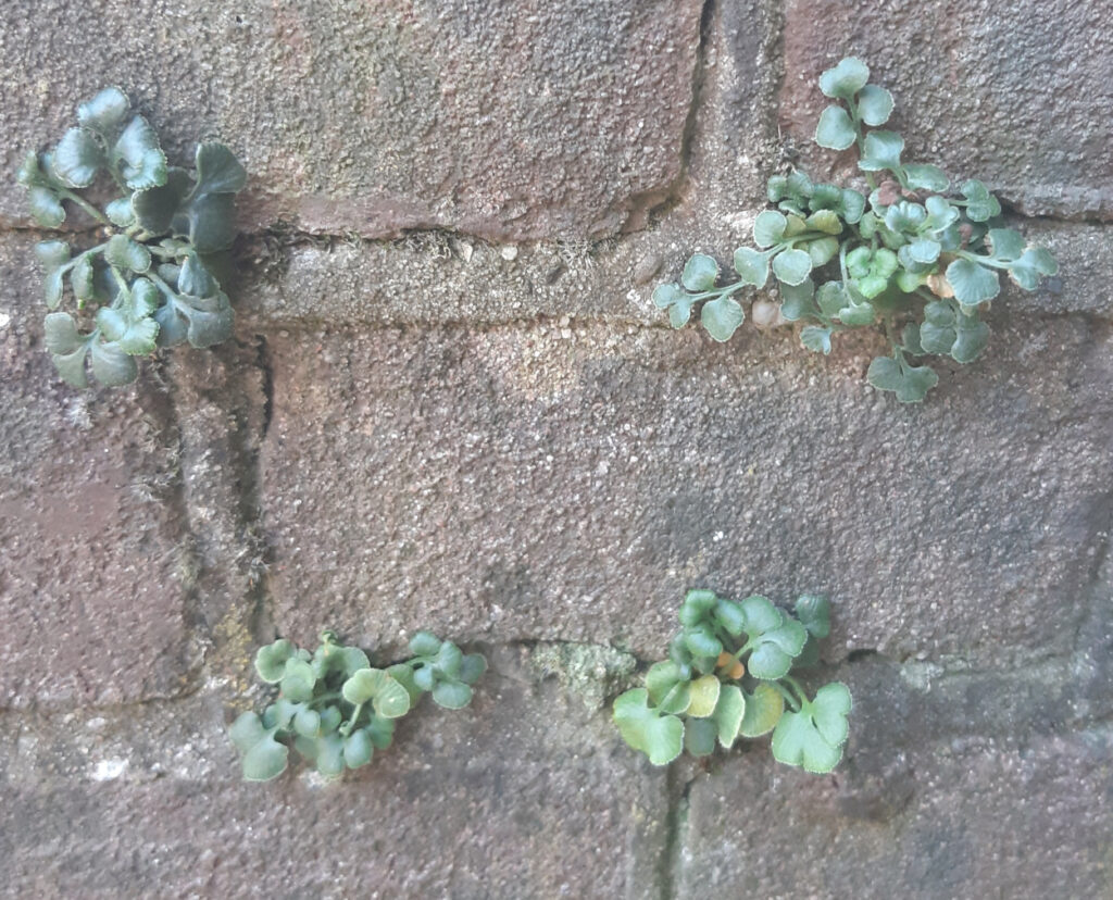 Kleine groene plantjes groeien tussen de voegen van een bakstenen muur.