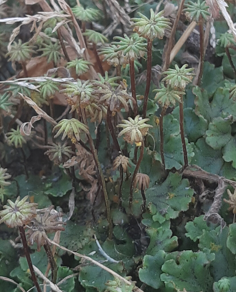 Groene levermos met parasolvormige structuren en bruine stelen in een natuurlijke omgeving.