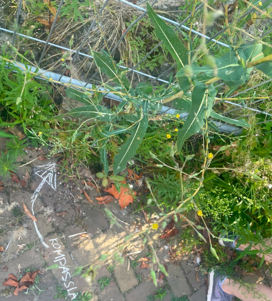 Groenblijvende planten en gele bloemen groeien langs een hek op een met krijt gemarkeerd trottoir.
