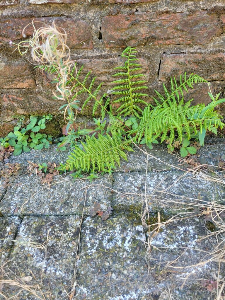 Plantengroei tegen een oude bakstenen muur met varens en droog gras op de grond.