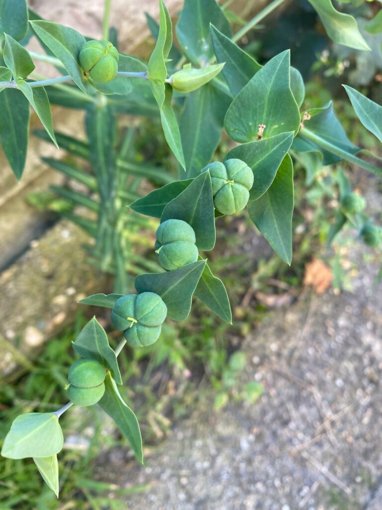 Groene plant met bolvormige knoppen langs een stengel tegen een wazige, natuurlijke achtergrond.