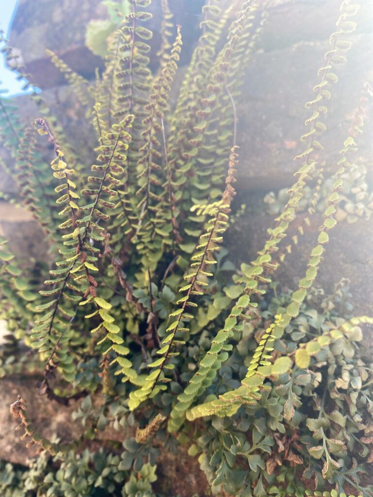 Kleine varenplant groeit tussen stenen met fijne bladeren in zonlicht.