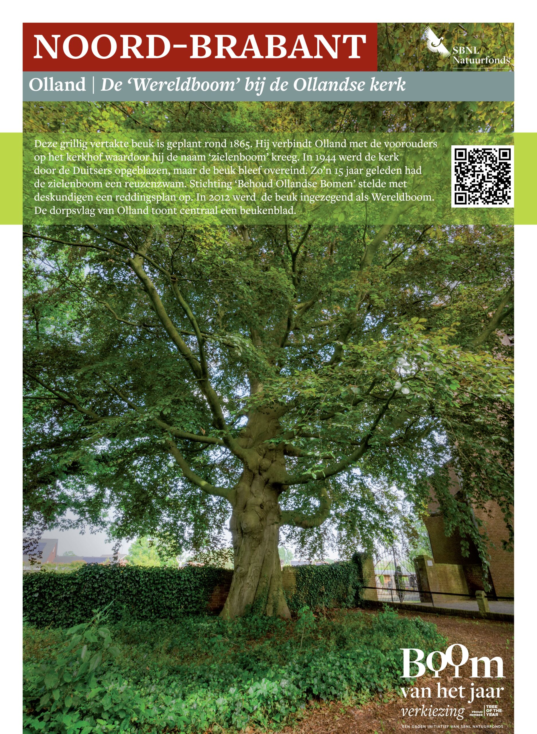 Een oude, grote beuk in Olland, Noord-Brabant, met dichte groene bladeren; genomineerd als Wereldboom.