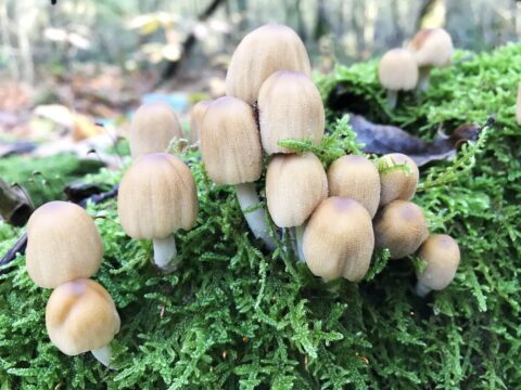 Paddenstoelen groeien op mos in een bosrijke omgeving.
