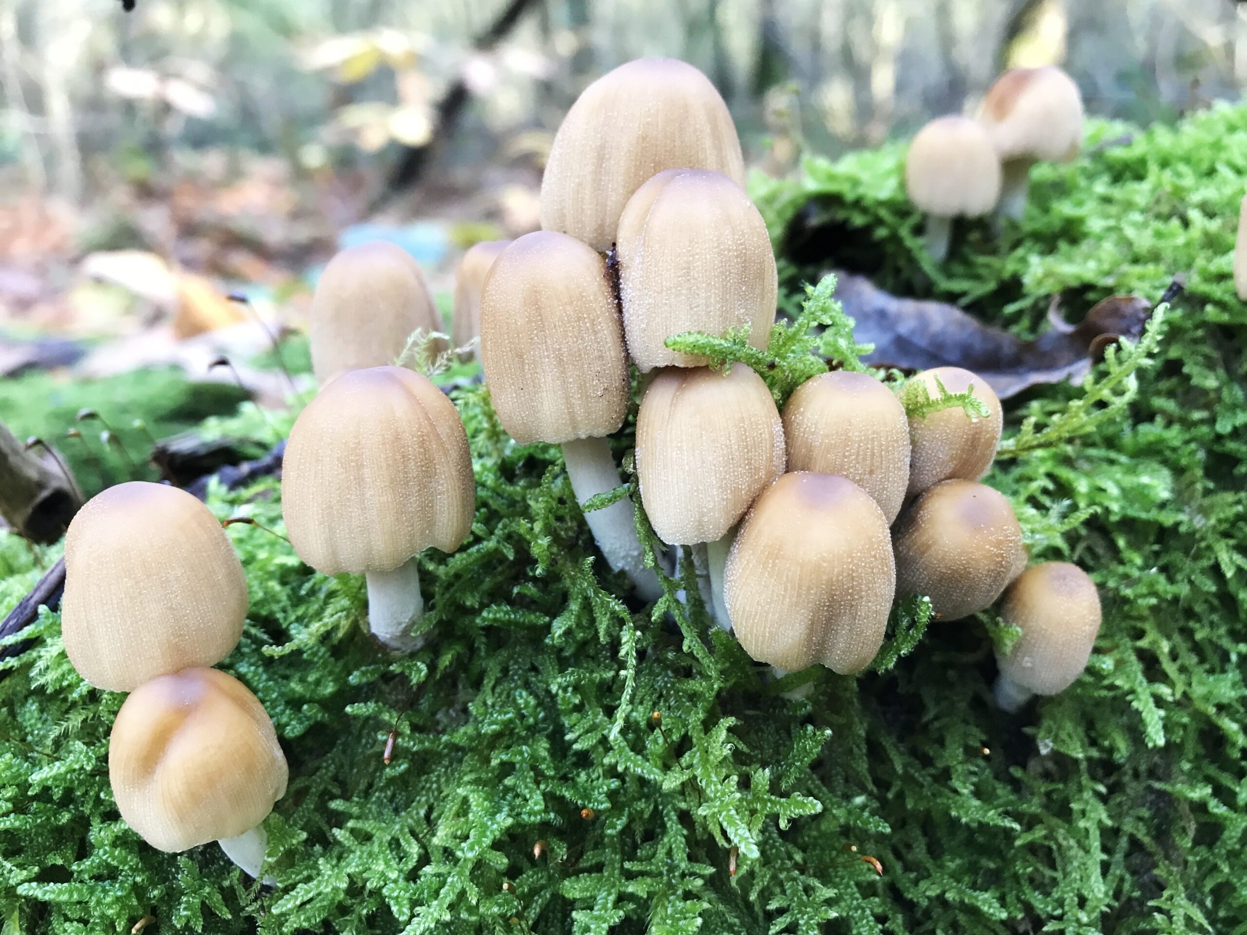 Paddenstoelen groeien op mos in een bosrijke omgeving.
