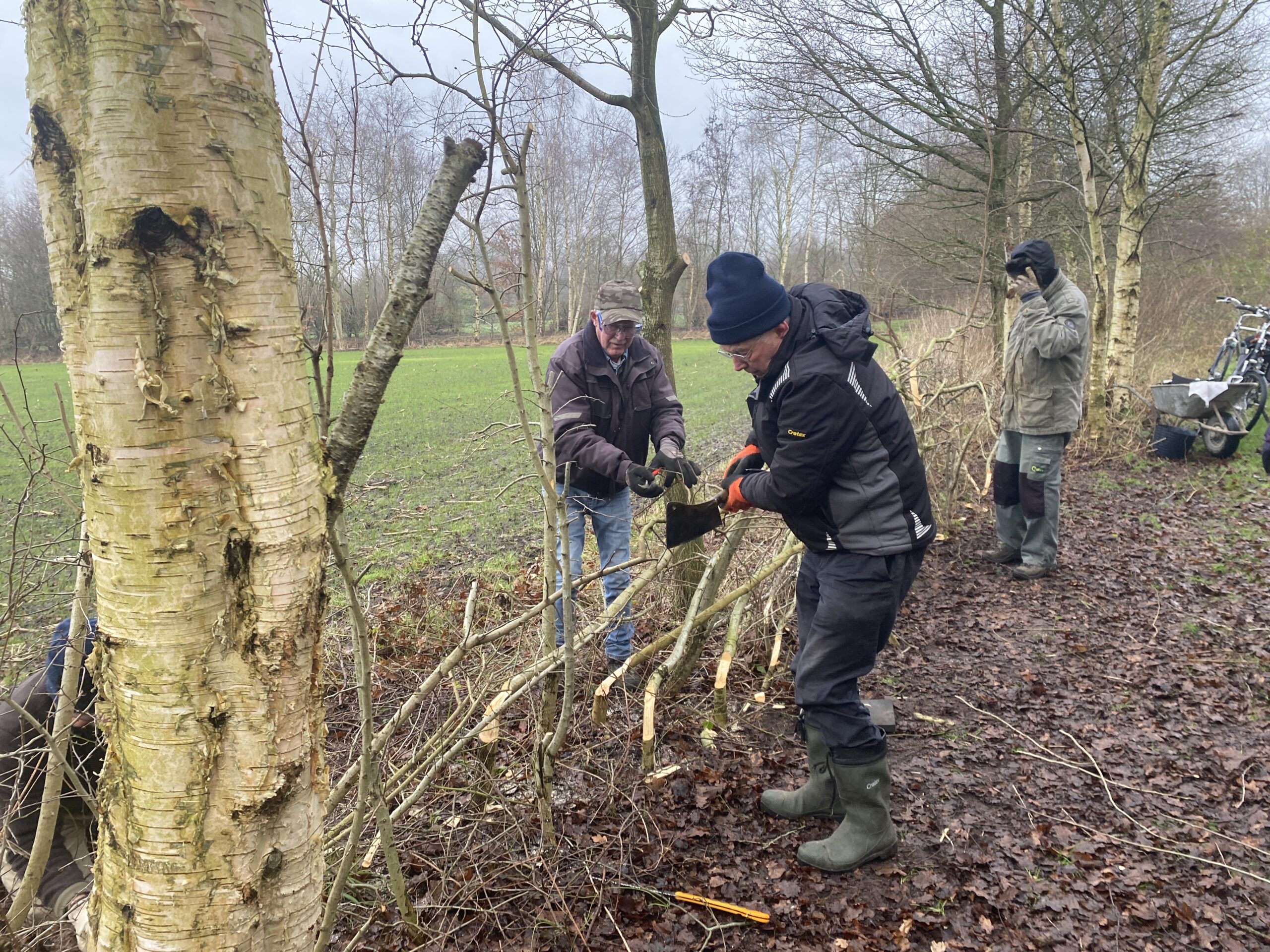 Drie mensen snoeien bomen in een bosgebied met handgereedschap.