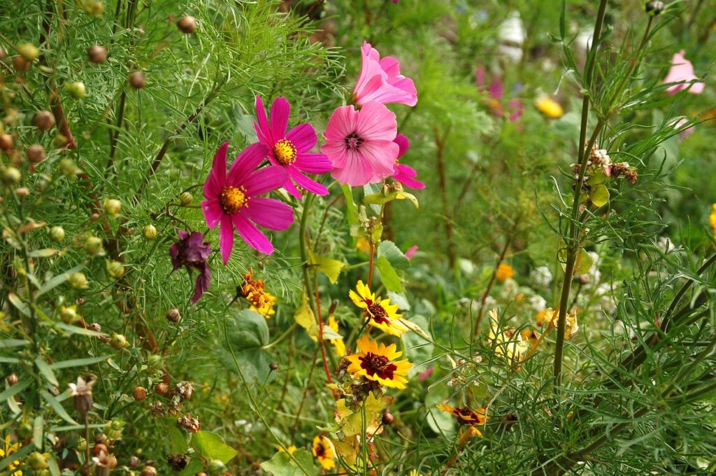 Veld met kleurrijke bloemen, waaronder roze cosmos en gele zonnebloemachtige bloemen, omringd door groen.