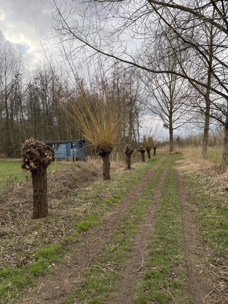Laan met wilgen en bomen