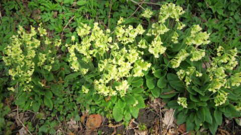 Groep gele sleutelbloemen met groene bladeren in een weelderige, natuurlijke omgeving.