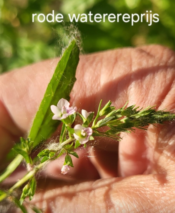 Close-up van een hand die een plantje met kleine roze bloemen en een groen blad vasthoudt.