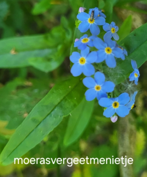 Blauwe moerasvergeet-mij-nietjes tegen groene bladeren met tekst "moerasvergeetmenietje".