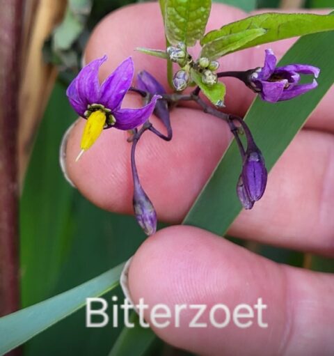 Close-up van paarse bitterzoetbloem met gele stamper, vastgehouden tussen vingers.