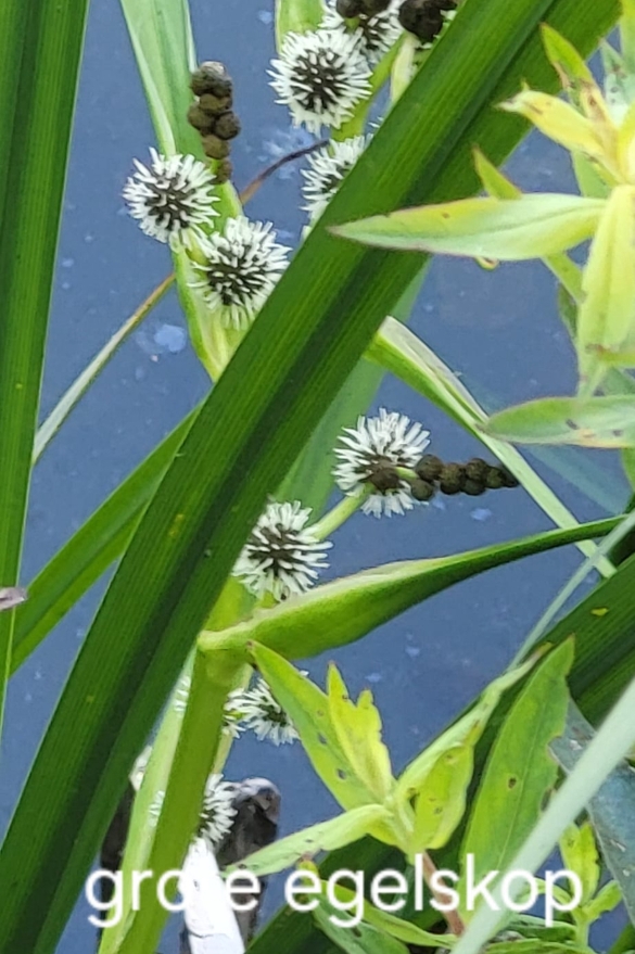Groene bladeren met witte bloemen van grote egelskop, boven wateroppervlak.
