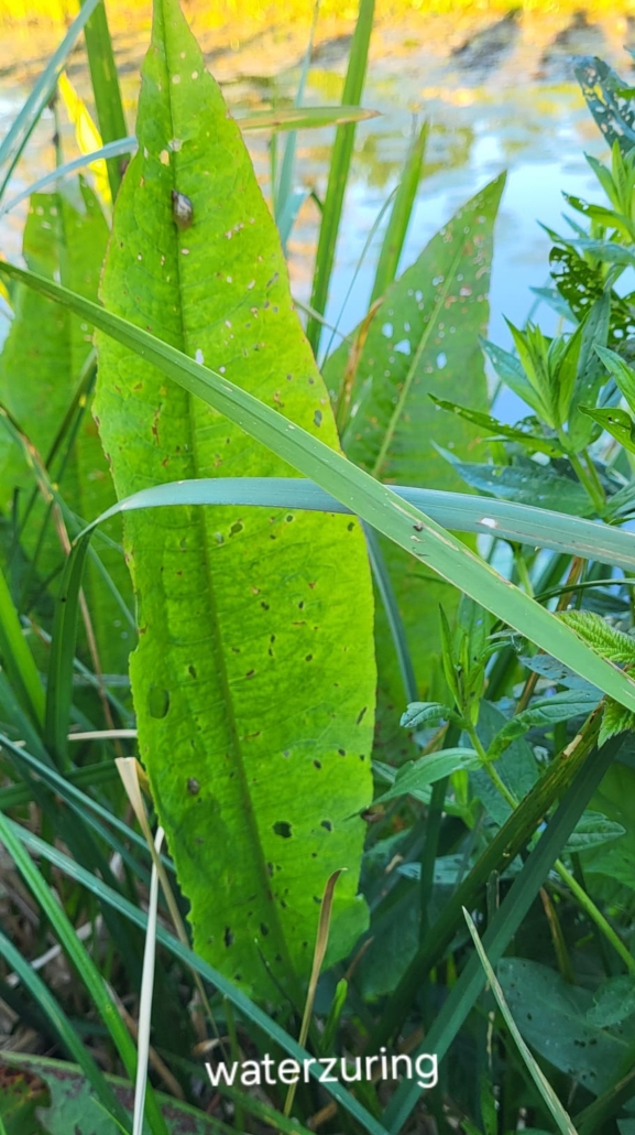 Close-up van groene waterzuringbladeren met enkele insecten en gaten, langs een wateroppervlak.