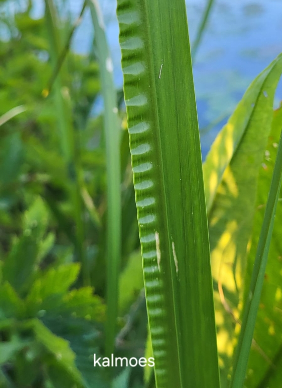 Close-up van een groene kalmoesblad met gekartelde rand, tegen een onscherpe, groene achtergrond.