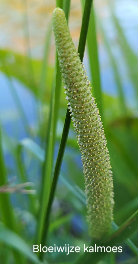 Close-up van de bloeiwijze van kalmoes, met groene structuur in een natuurlijke omgeving.