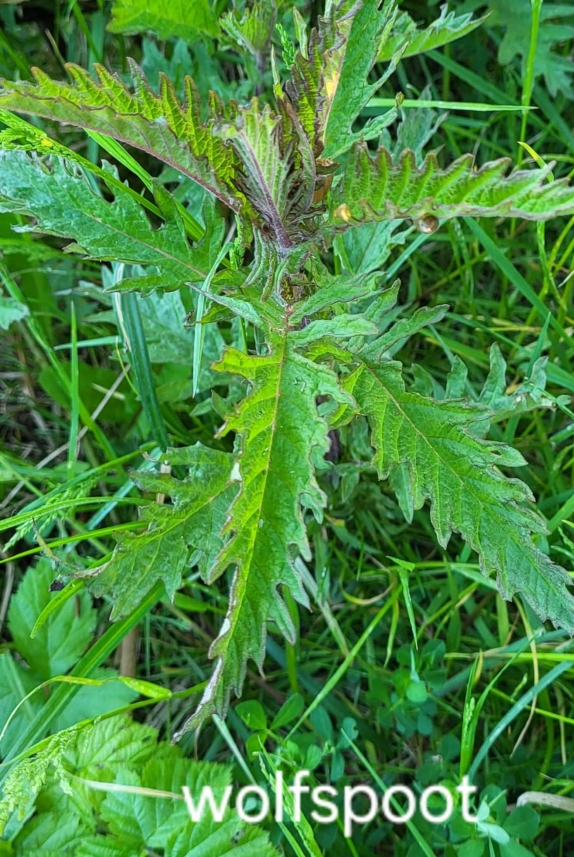 Groen wolfspootblad met gekartelde randen in gras.