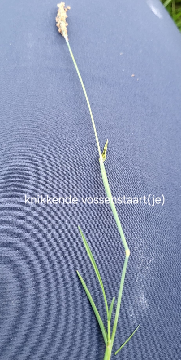 Close-up van een knikkende vossenstaart plant op een donkerblauwe achtergrond.