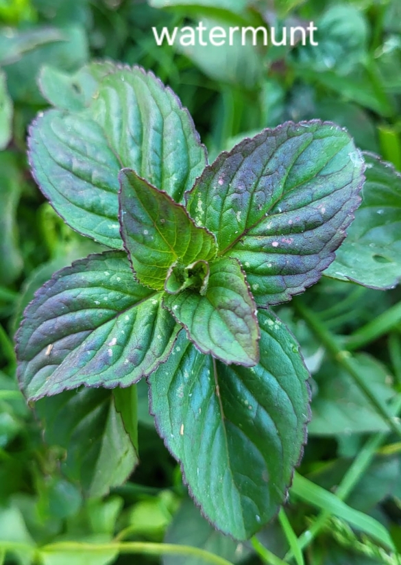 Close-up van een groene watermuntplant met paarse randen op de bladeren.