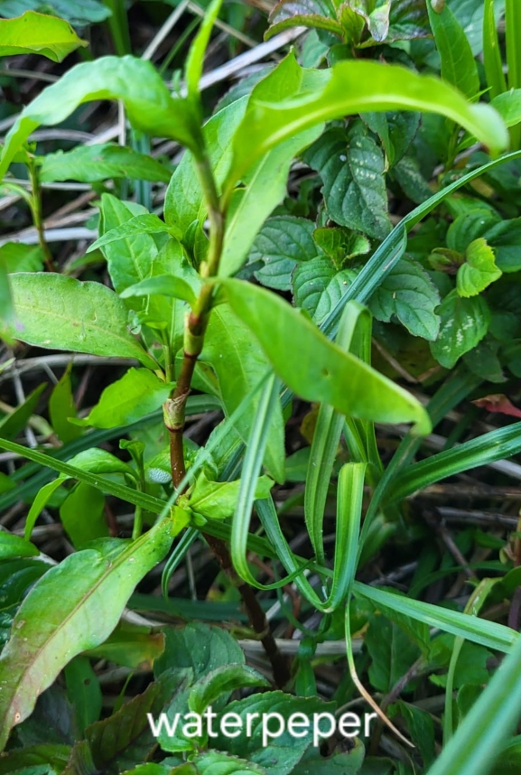 Groene waterpeperplant met lansvormige bladeren en omringend gras.